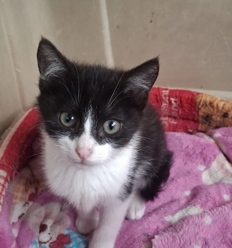 Panda - Fundación Criollos de la Montaña